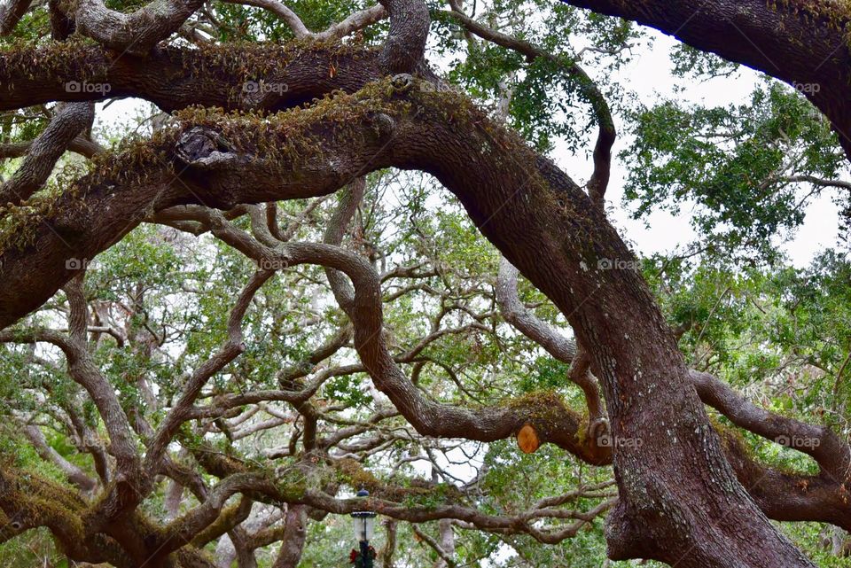 Twisted Tree