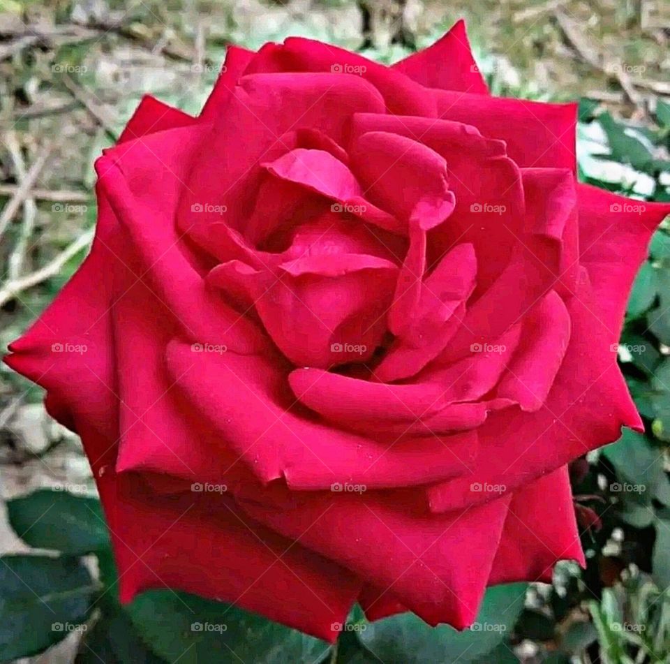 most beautiful and attractive flowers in the garden.