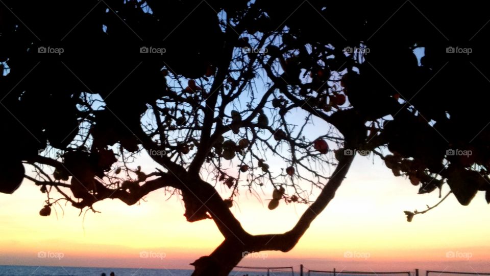 Silhouette, Tree, Backlit, Sunset, Landscape