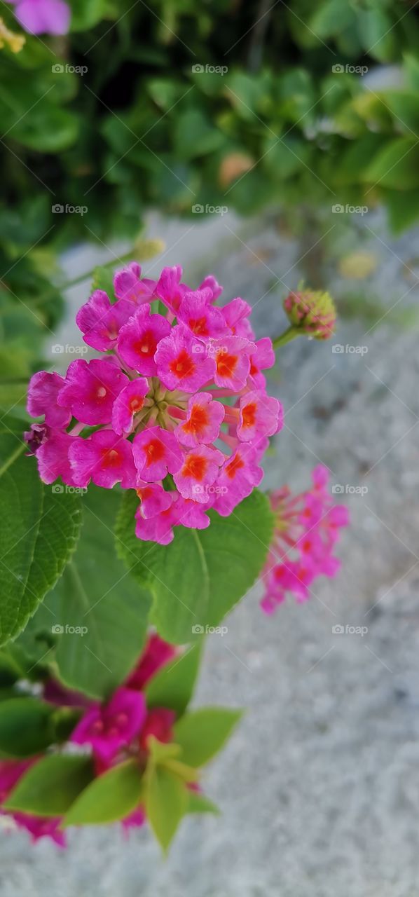 Lantana camara