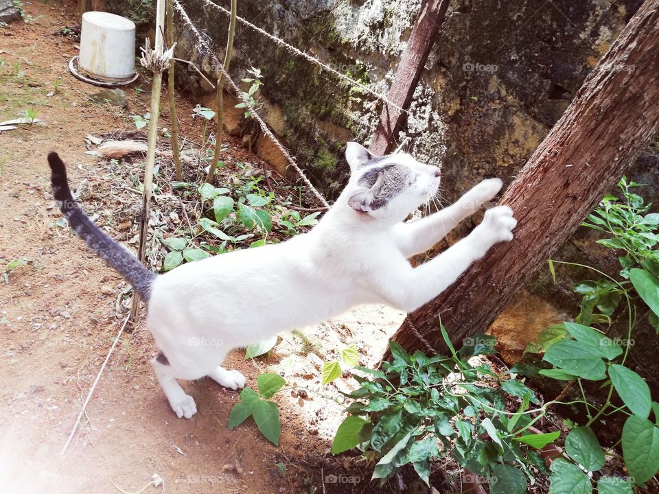 Who told that cats cannot climb tree.I will climb trees perfectly.