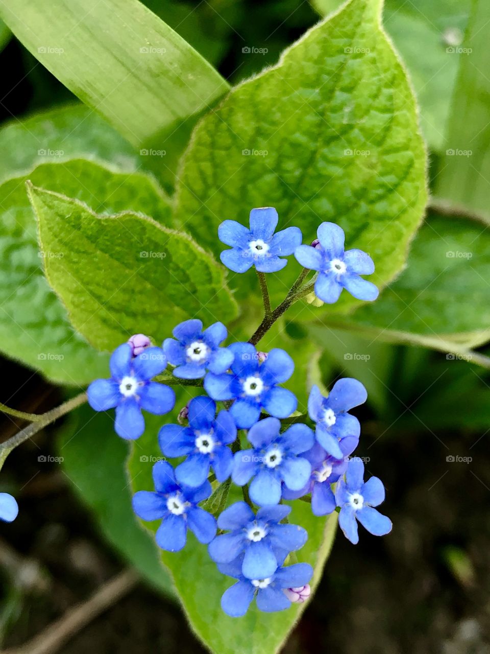 Flowers from my garden