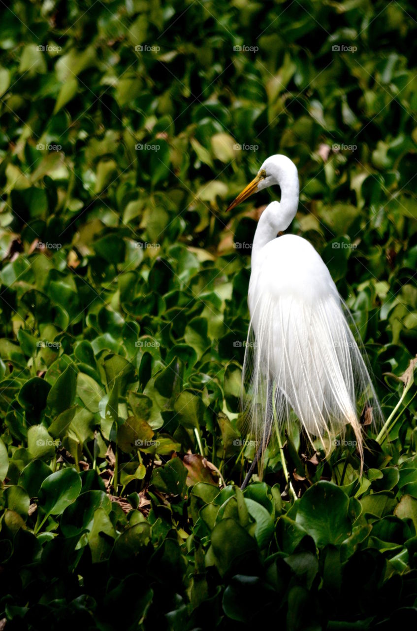 Snowy Egret with Breeding Plumes