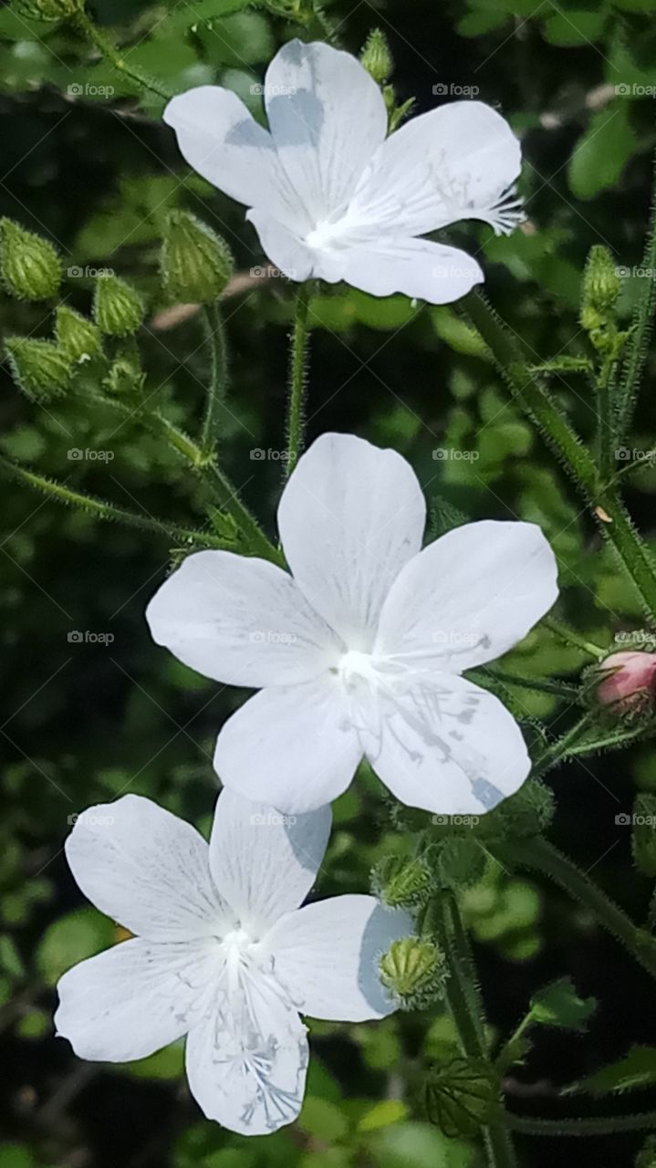 This flowers is natural and beautyfull click