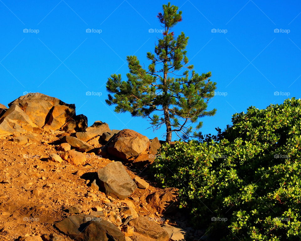 Green trees on rocky mountain