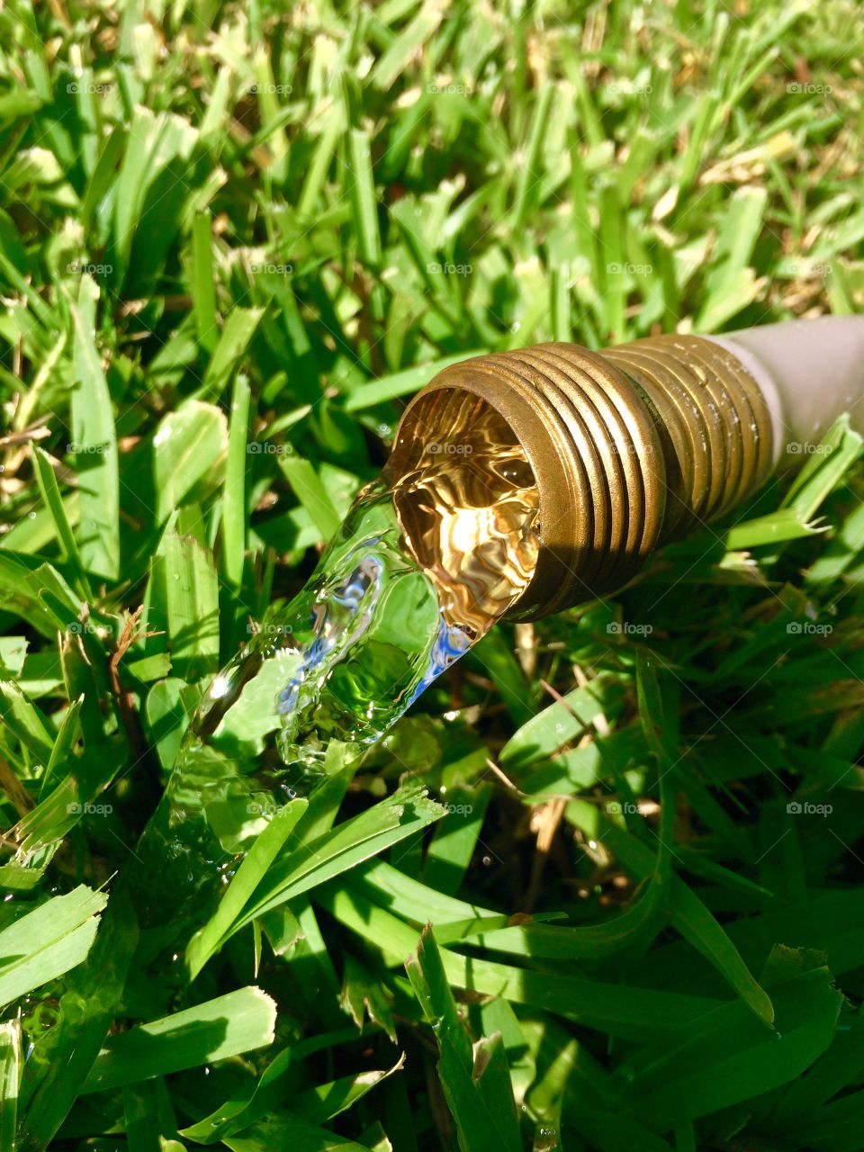 Water hose. Water hose in grass 