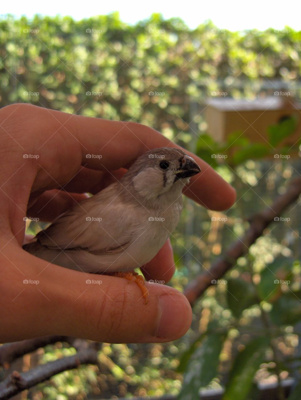 Bird in hand 