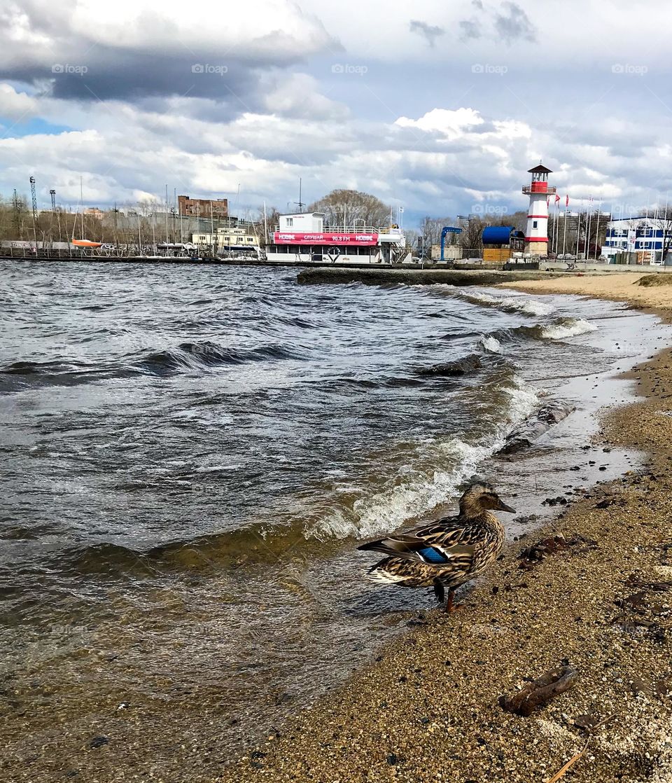 mobile photo landscape lake and lighthouse, duck