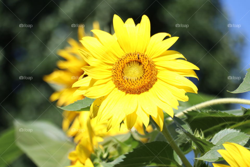 Happy Sunflower