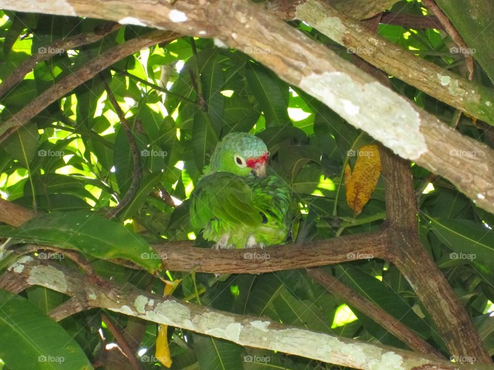 parrot. parrot in central america
