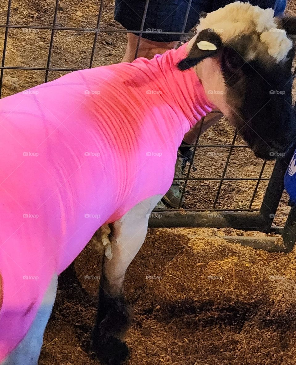 sheep with dark face wearing bright neon barbie style pink color covering on a Summer evening at an Oregon fair