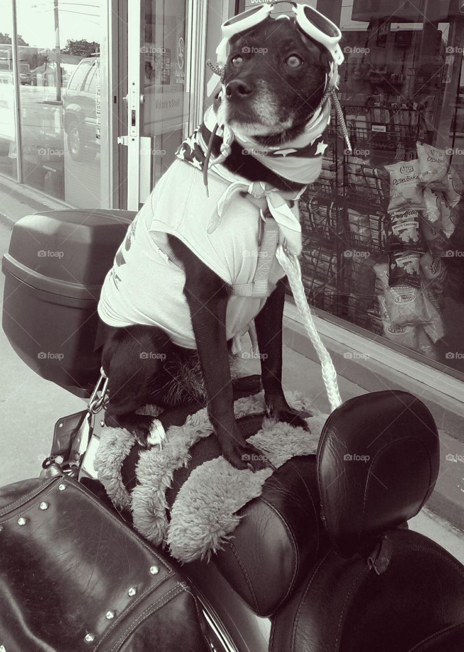 Harley Davidson dog. this dog rides around on a Harley Davidson with her owner visiting sick children