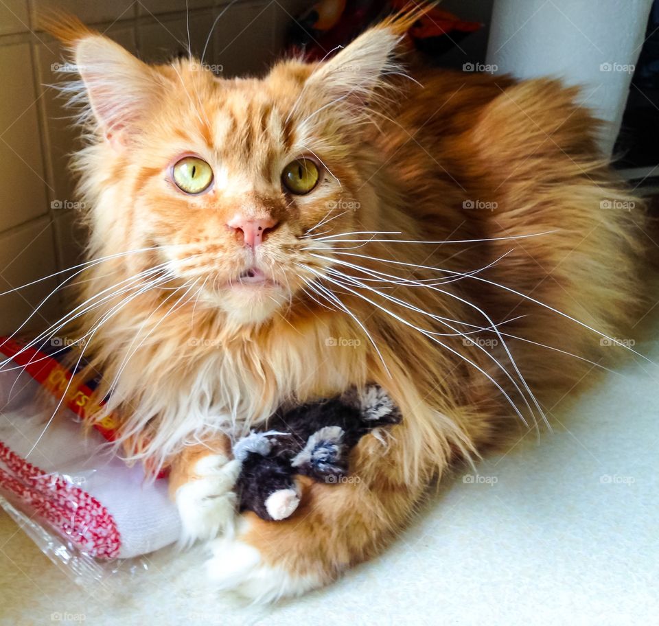 Maine Coon Cat With Toy