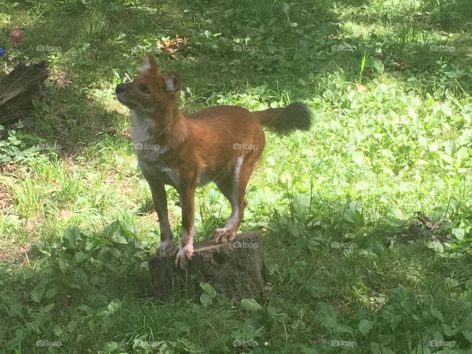 Wild dog at the zoo