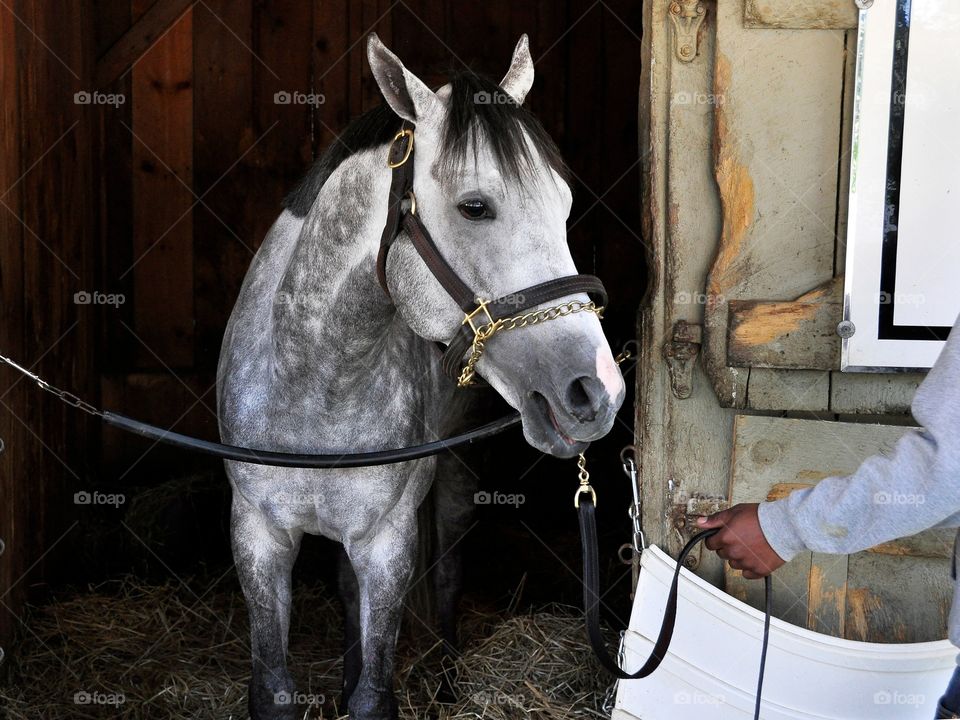 Race Day. Multiple stakes winner Race Day, a roan- gray colt by Tapit shown here in his stall at Saratoga. 
zazzle.com/Fleetphoto 