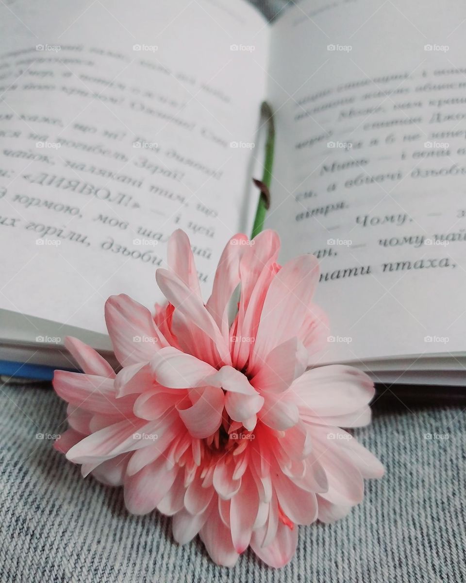 a pink flower lying on an open book