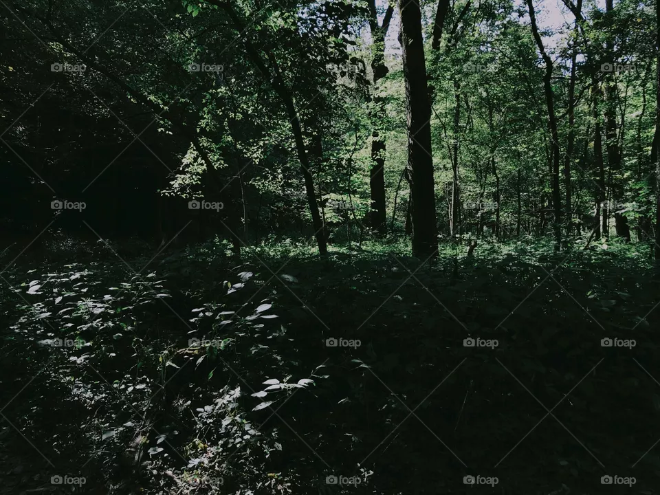 Nature