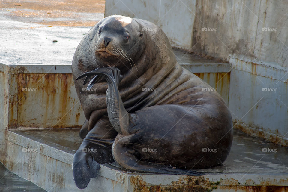 Steller's sea lion sits on the pier in an interesting, thoughtful pose, on the Pacific coast, Kamchatka.