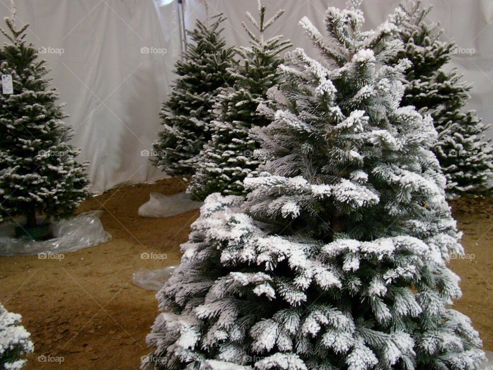Christmas trees for sale