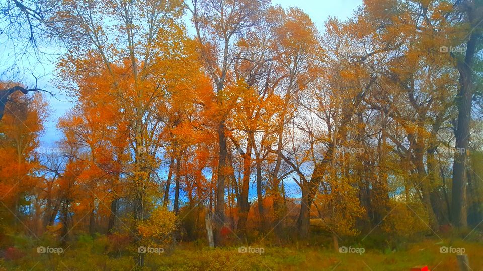 Fall, Tree, Wood, Leaf, Landscape
