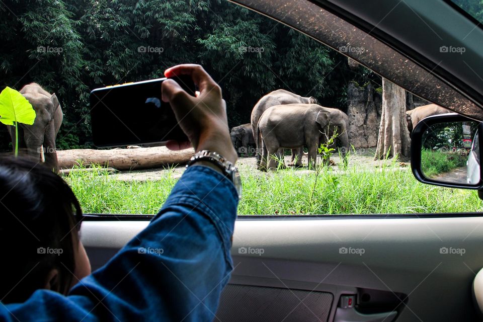 portrait of a woman recording elephant activity from inside a car at a safari park.