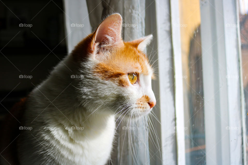 Portrait of a ginger cat looking through the window