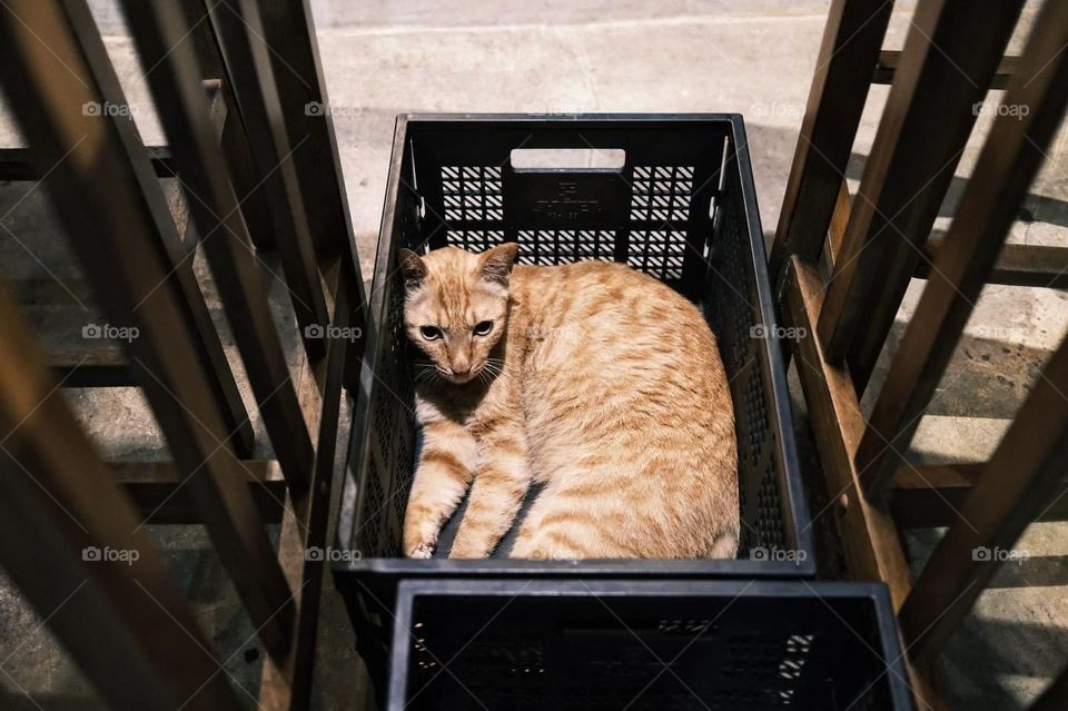 Visual impression and art in life, food and entertainment