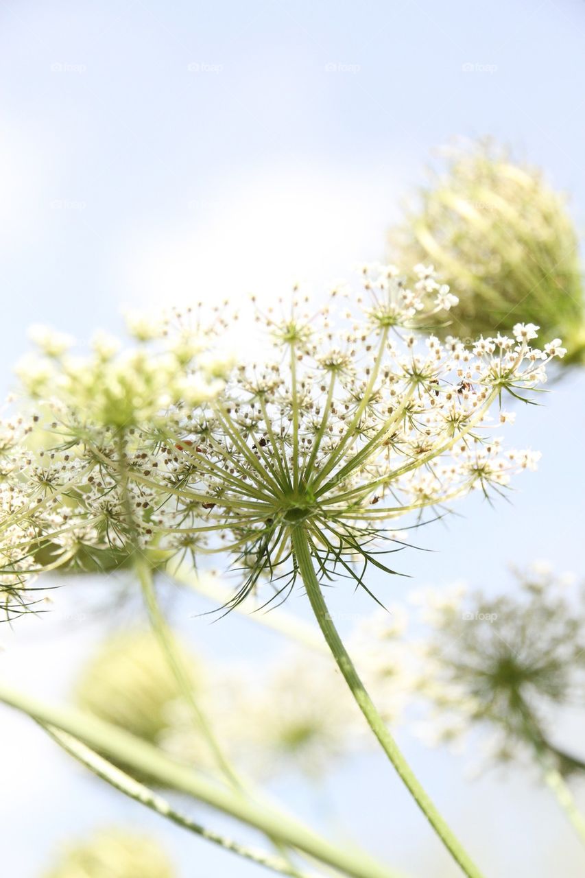 Flower and Sky