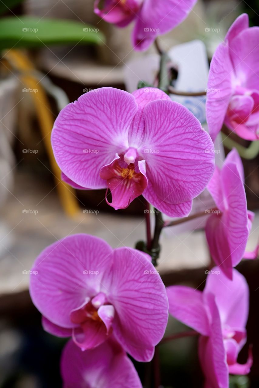 Purple Orchid Closeup Portrait