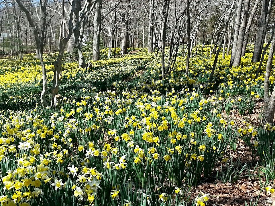 Spring in the fields