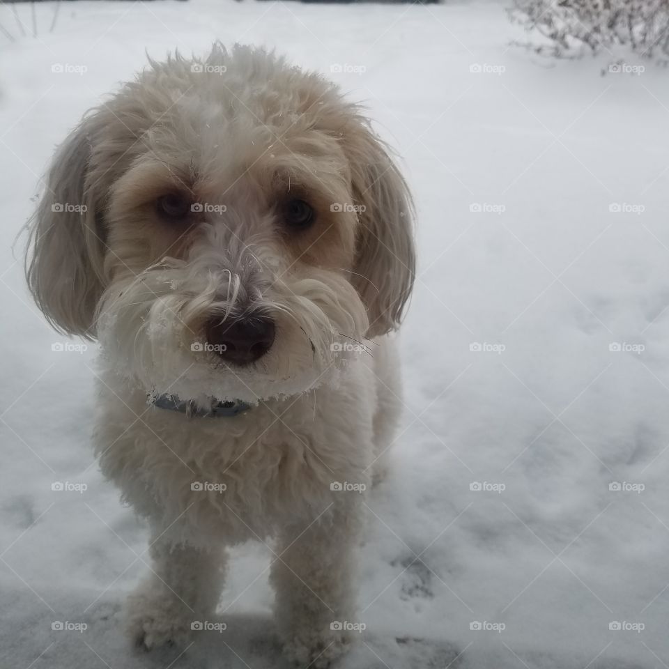 snow dog