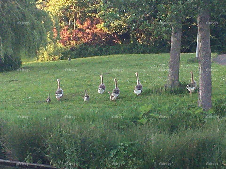 geese with young sunset