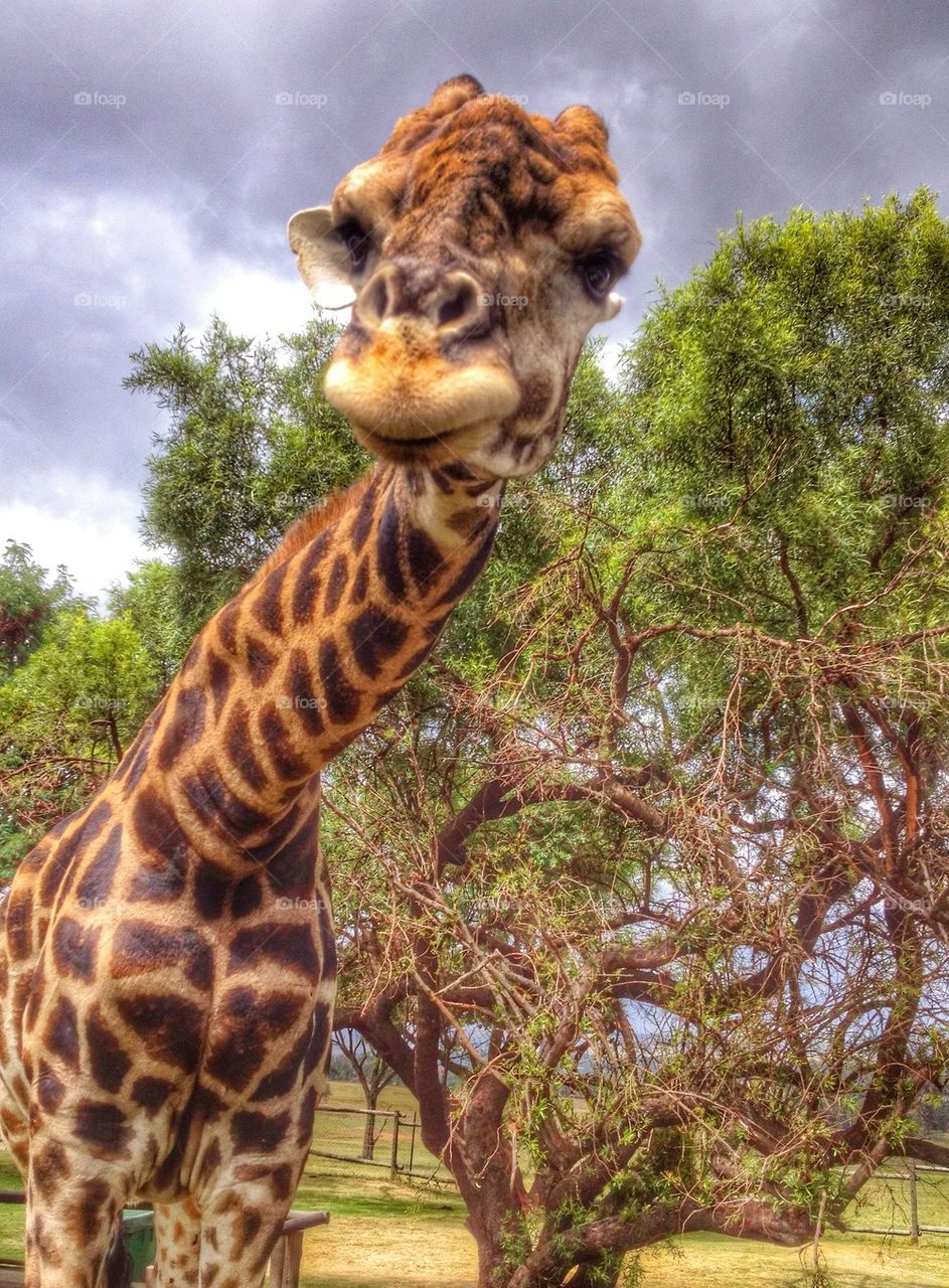 Funny Giraffe