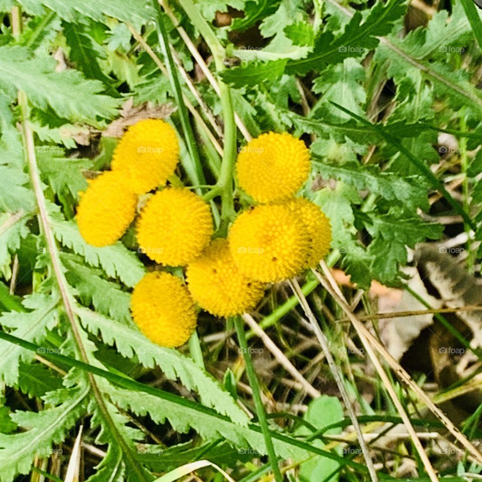Yellow Little Flowers, Quebec, Canada 🍁