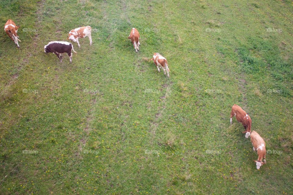 Aerial view of cows 