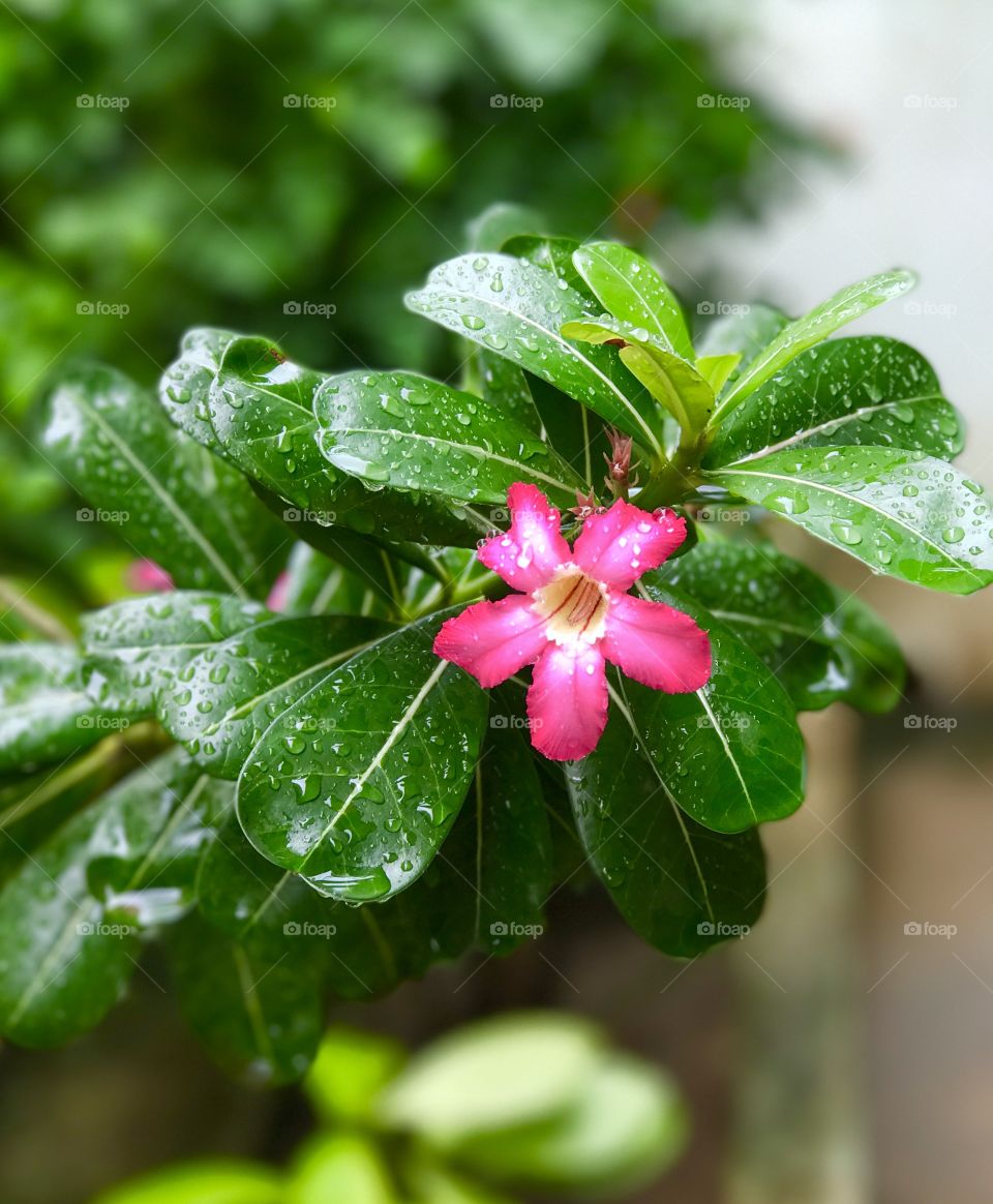 Flower in the rain 