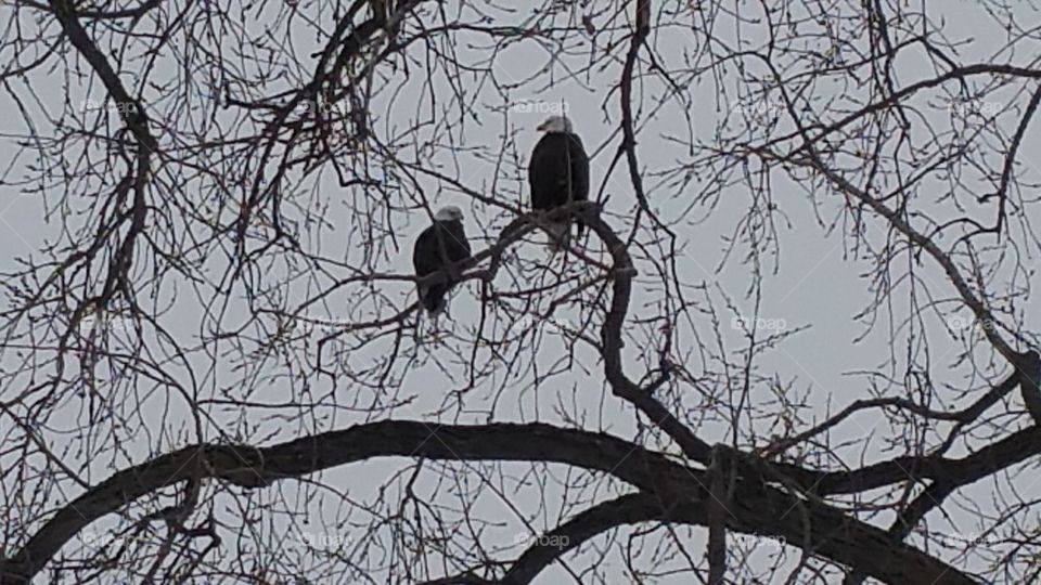 A couple of Bald Eagles sitting in a tree