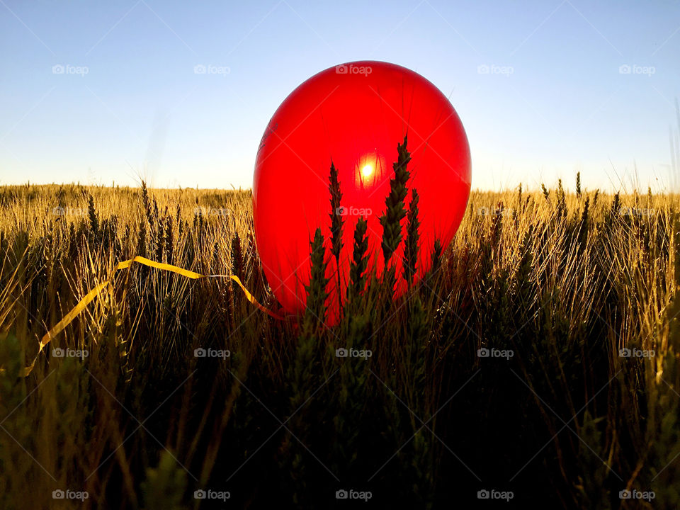 Balloon in Wheat Field