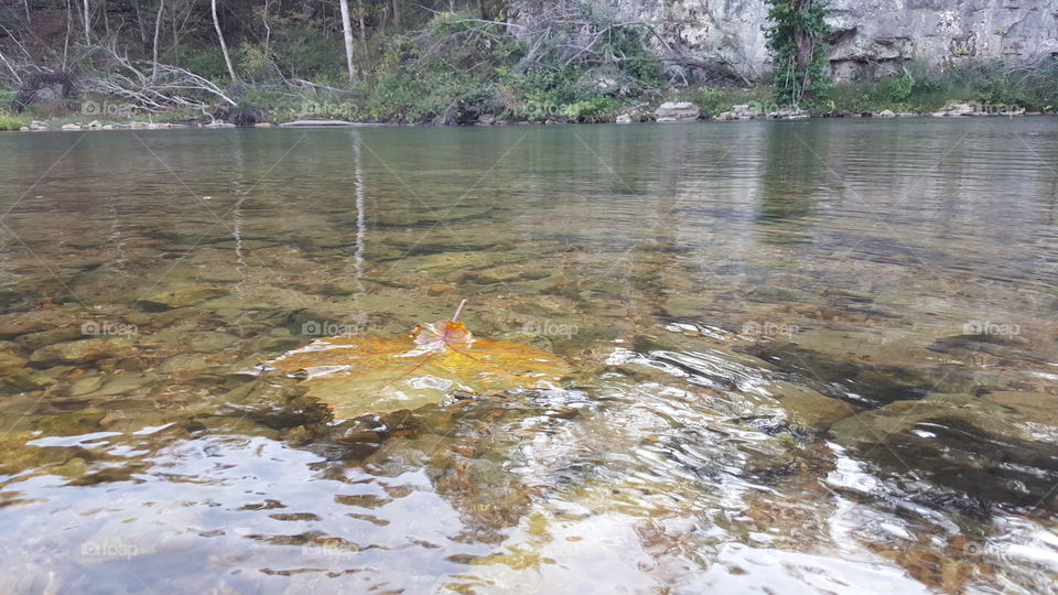 Fall is in the air......this sycamore leaf leisurely floating down the river was a beautiful reminder.