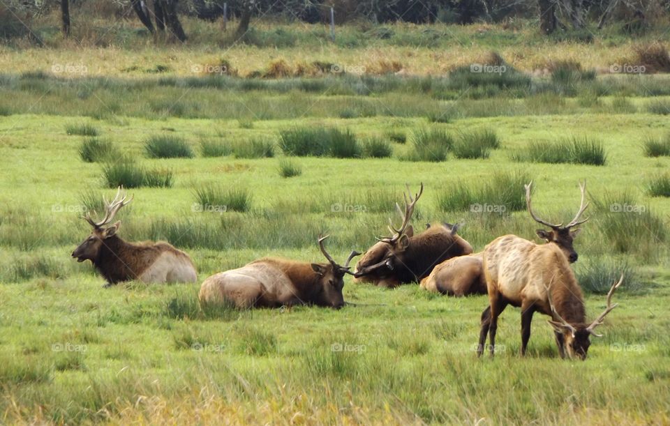 Elk