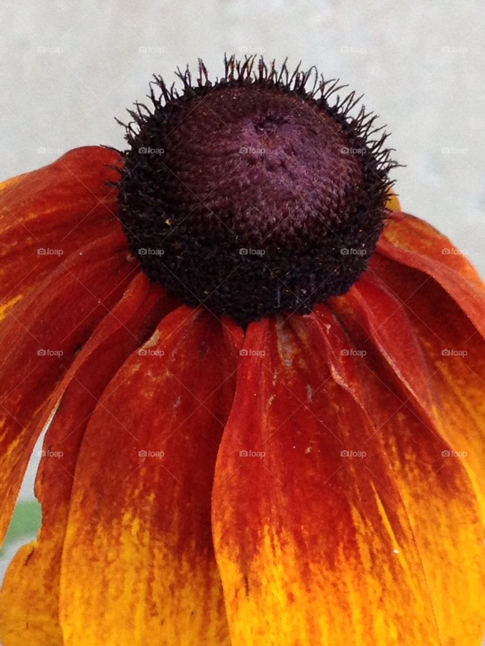 Black Eyed Susan MACRO