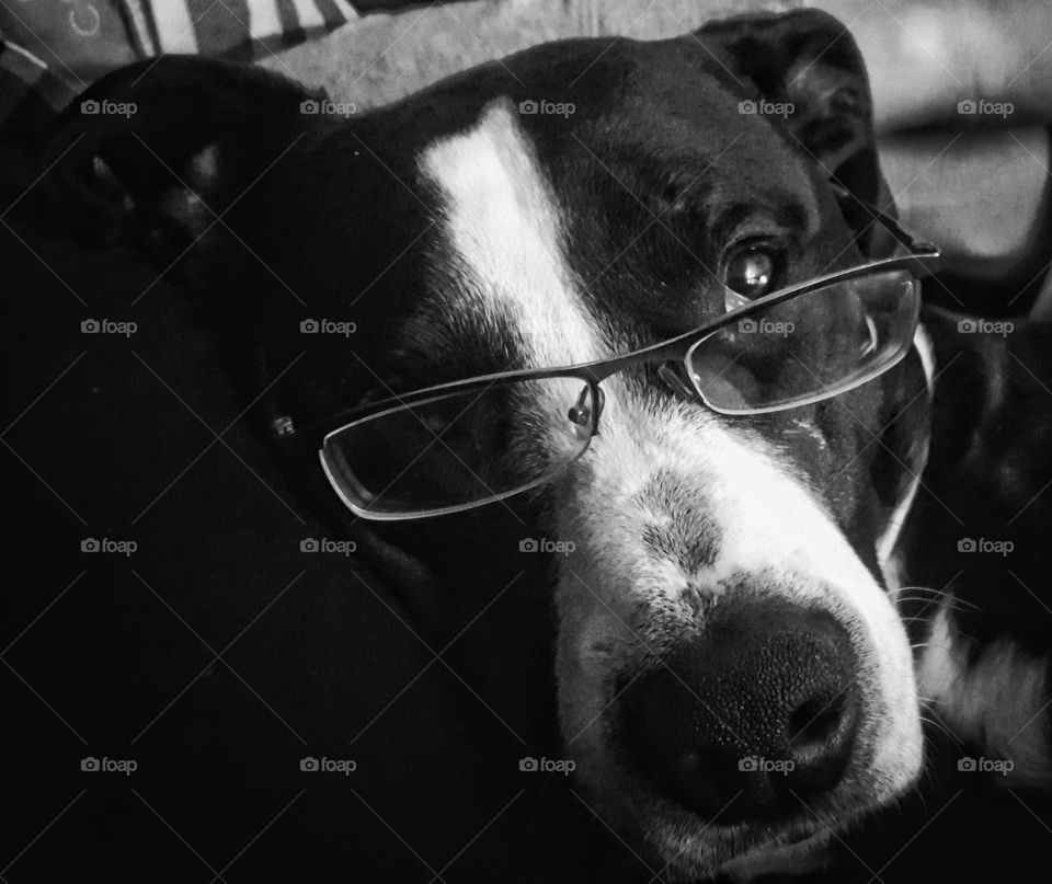 Astute Pitbull