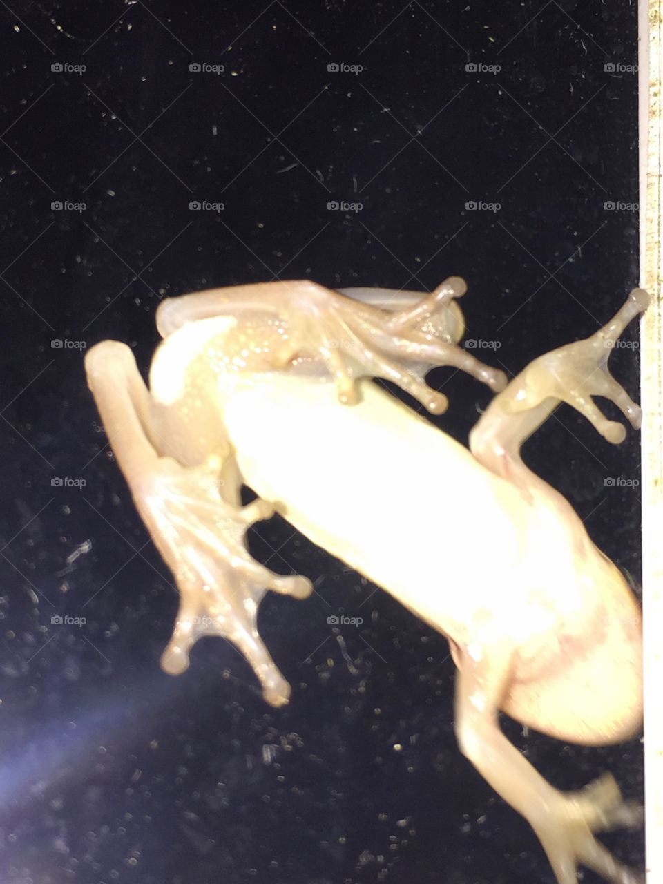 The bottom side of a tree frog on glass