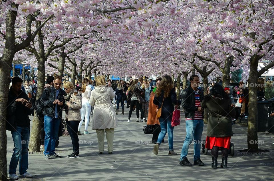 People enjoying cherry blossom 