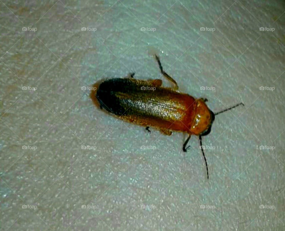 Captured Fireflies closeup shot.