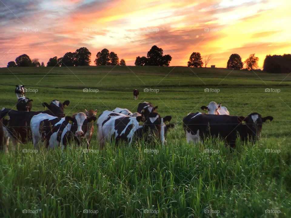 Ladies at Sunset