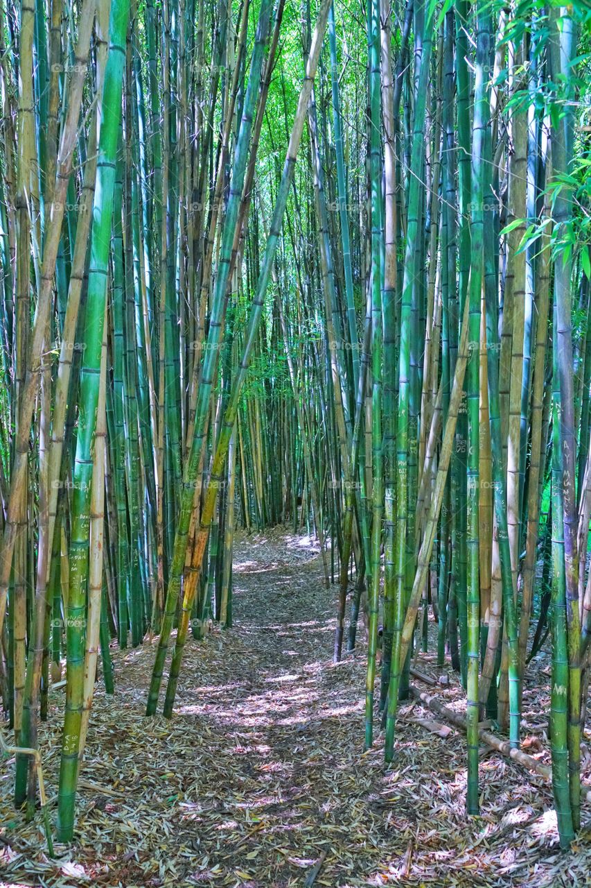 Grove Of Green Bamboo