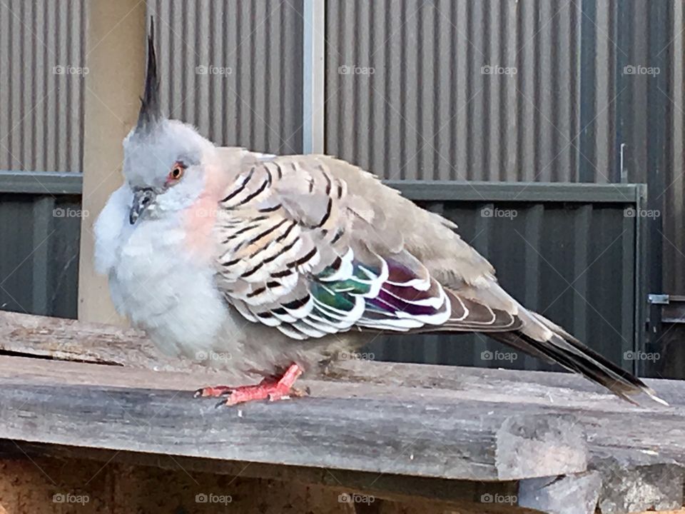 A wild grey crested pigeon closeup young