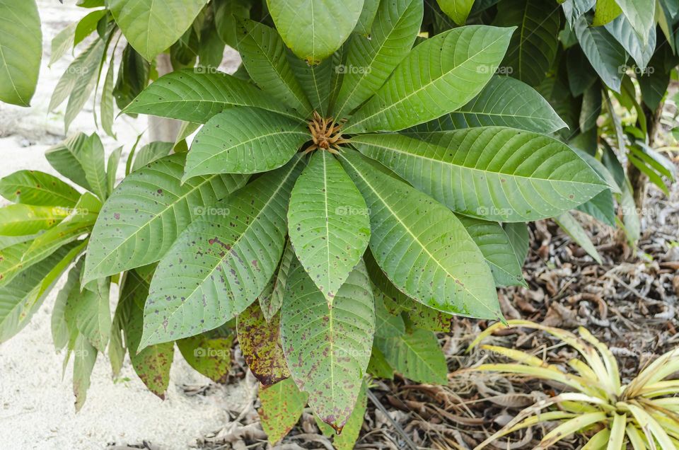 Leaves Of The Mamey Sapote Tree