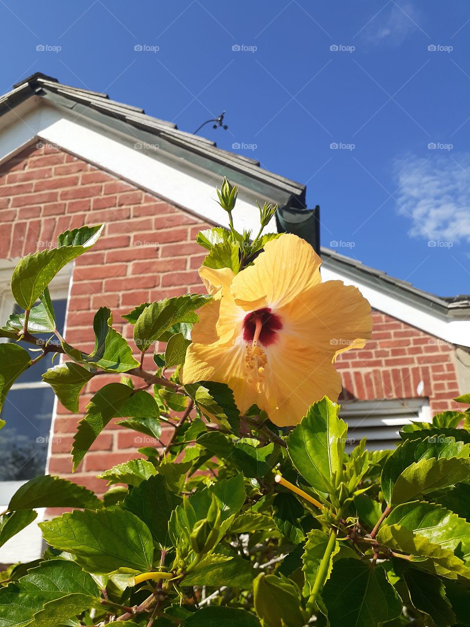 Beautiful yellow flower growing on a plant at the Ponce Inlet Lighthouse Museum in Ponce Inlet, Florida.